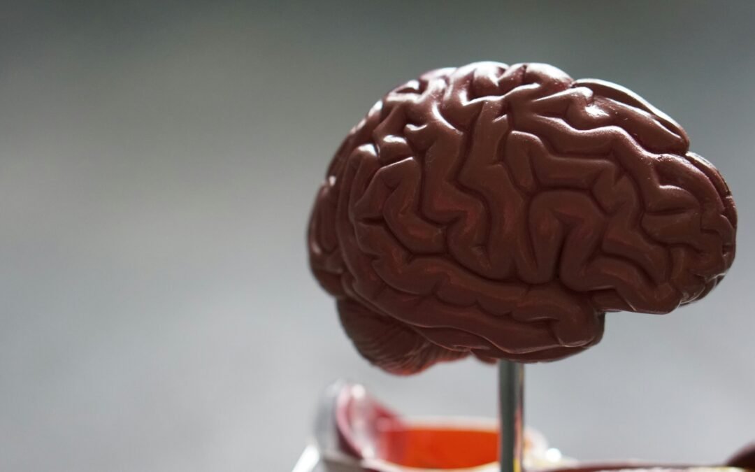 human brain model - How Long to Rewire Brain From Addiction